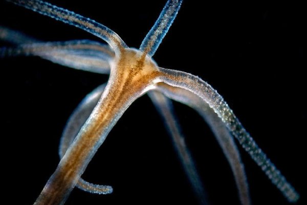 Kraken 24at